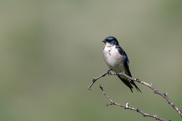 Hirundo dimidiata - Pearl-breasted swallow - Hirondelle à gorge perlée © Thomas