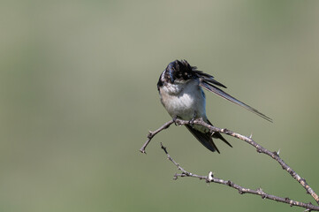 Hirundo dimidiata - Pearl-breasted swallow - Hirondelle à gorge perlée