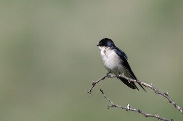 Hirundo dimidiata - Pearl-breasted swallow - Hirondelle à gorge perlée