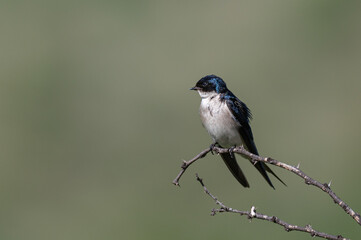 Hirundo dimidiata - Pearl-breasted swallow - Hirondelle &agrave; gorge perl&eacute;e
