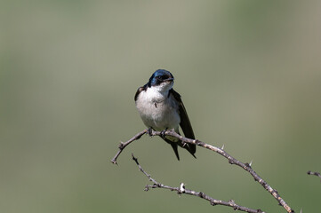 Hirundo dimidiata - Pearl-breasted swallow - Hirondelle à gorge perlée © Thomas