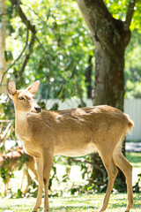 A young deer or antelope, animal and wildlife portrait photo, selective focus.