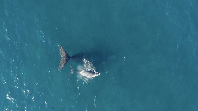 Whale mother with baby calf swimming in blue ocean