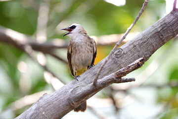 Fototapeta premium Yellow - vented Bulbul