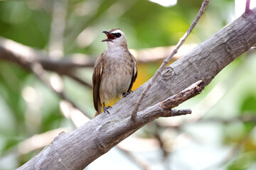 Yellow - vented Bulbul