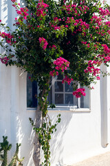 Fototapeta na wymiar Streets of village on Tinos island with Cycladic houses and the Bougainvillea flowers tree, Cyclades, Greece