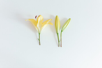 Yellow lily flower on the white background. Flat lay