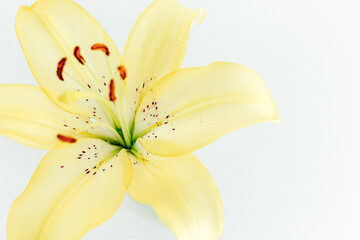 Yellow lily flower on the white background. Close-up view