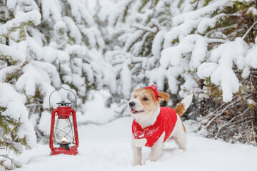 Jack Russell Terrier in a red jacket, hat and scarf stands next to a burning kerosene lighting lamp...