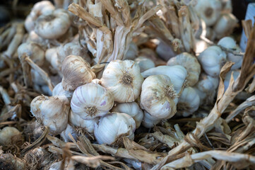New harvest of fresh aromatic violet garlic in Piolenc village, Vaucluse, Provence, France