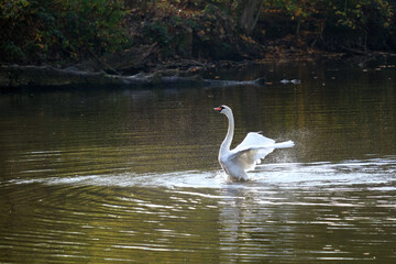 Schwan auf Teich