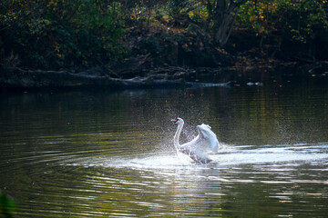 Schwan auf Teich