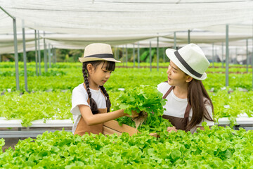 Asian family mother and daughter picking vegetables Check your own hydroponic vegetable garden together happily