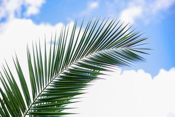 Fototapeta premium a branch of a palm tree against the blue sky