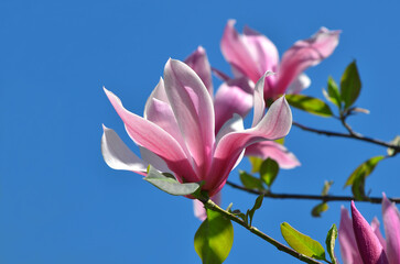 Fototapeta na wymiar Branches with pink-magenta ,white inside blooming flowers of young magnolia 'Galaxy' against blue sky. Growing magnolia tree, landscaping concept. Free copy space
