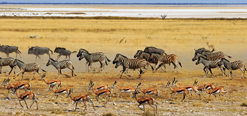 Large herd of Zebra, Wildebeest and Springbok ina panic running across the dry African Savannah...
