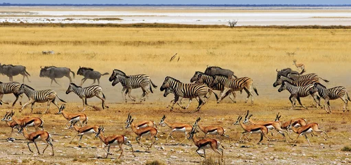 Poster Large herd of Zebra, Wildebeest and Springbok ina panic running across the dry African Savannah with flying dust.  Some motion blur is visible © paula