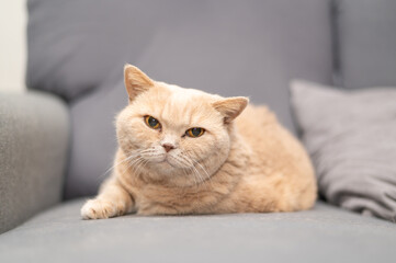 British shorthair cat of creme color is lying on the gray couch. Cute pet relaxation.