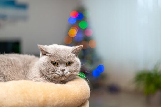 British cat is lying in front of the christmas tree with glowing lights.