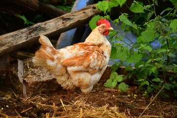 chicken chicken, bird, animal, chick, green