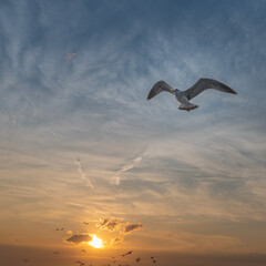 Möve in sonnenuntergang