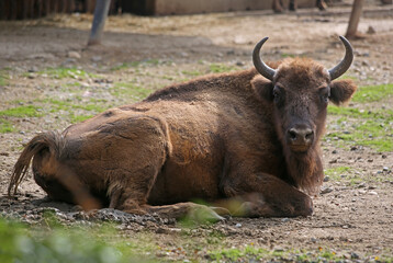 A full-length male bison lies on the ground and looks directly into the camera.