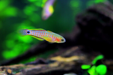 Peacock gudgeon freshwater Goby - (Tateurndina ocellicauda)