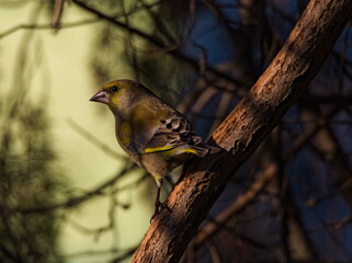 European greenfinch (Chloris chloris) A small colorful bird among the branches. Greenfinch on a branch