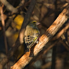 European greenfinch (Chloris chloris) A small colorful bird among the branches. Greenfinch on a branch