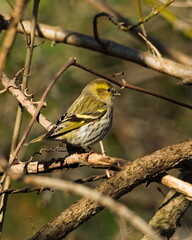 The Eurasian siskin (Spinus spinus) A small colorful bird among the branches. European siskin on a branch