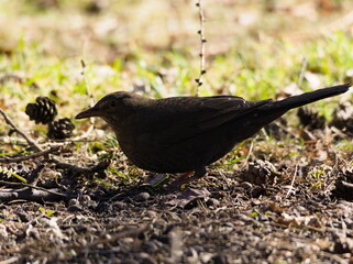 Common blackbird (Turdus merula) on the ground. Blackbird looking for food