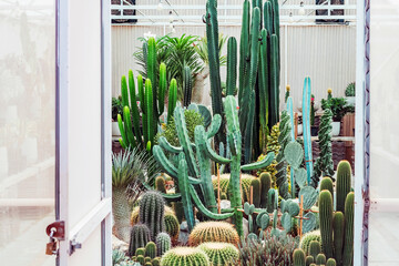 Many cactus plants at cactus farm house.Cultivation of beautiful cactus species as hobby and...