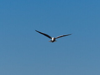 The black-headed gull (Chroicocephalus ridibundus). Gull in flight against the blue sky