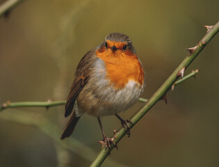 Robin