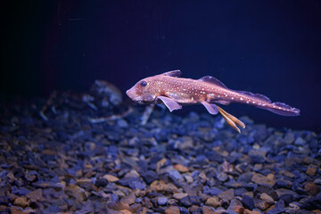Sea aquarium chimera fisk