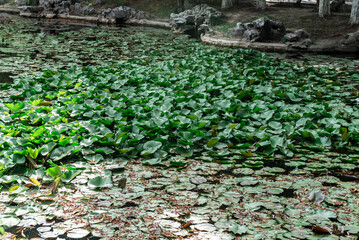 Zhejiang Jiaxing South Lake Scenic Park show Park