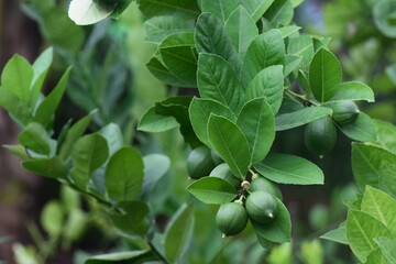 Citrus fruit plants planted in the backyard