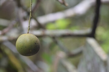 Citrus fruit plants planted in the backyard