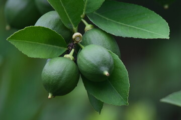 Citrus fruit plants planted in the backyard