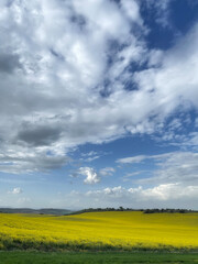 Fields of flowering rapeseed under a blue sky with clouds, meadows with yellow flowers, rapeseed oil industry, agricultural crops, copy space, landscape