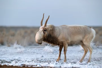 Crédence de cuisine en verre imprimé Antilope Saiga antelope or Saiga tatarica walks in steppe near waterhole in winter