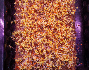 Purple micro-green radish sprouts in a tray or container under the lamp. Growing radish or basil sprouts in close-up at home. The concept of vegan and healthy food. Sprouted seeds, micro-greens