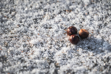 Snow ice on footpath with acorns nuts on top, squirrel food.