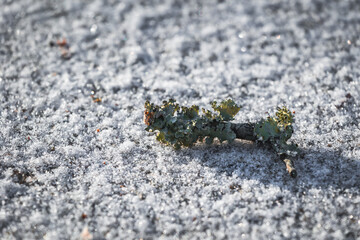 Snow ice on footpath with branches and autumn leaves. background texture.