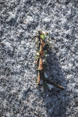 Snow ice on footpath with branches and autumn leaves. background texture.