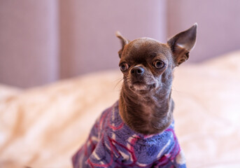 A close-up image shows a cute chihuahua puppy of a domestic mammal breed lying relaxing on a bed. Pets are resting, sleeping. A touching and emotional portrait. Dog ears, eyes and muzzles