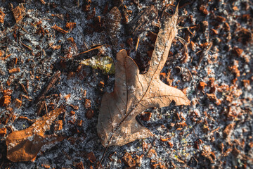 Snow ice on footpath with branches and autumn leaves. background texture.