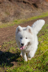 Samoyed runs towards a man in the park in autumn
