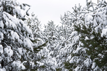 Nature winter background with snowy fir tree branches. Beautiful winter fir branches covered frost close up. Winter Christmas template with copy space for text.