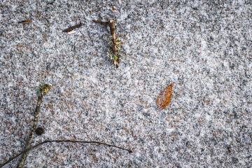 Snow ice on footpath with branches and autumn leaves. background texture.